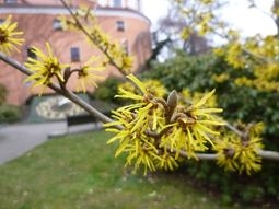 Foto: Heilpflanzen in der Stadt