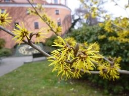 Hamamelis vor der Fleischerbastei